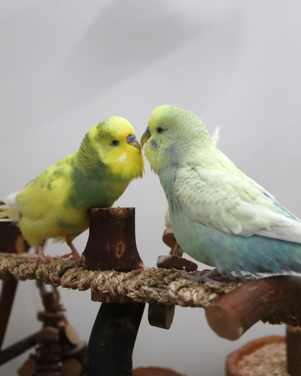 Flauschiger Tunnelblick