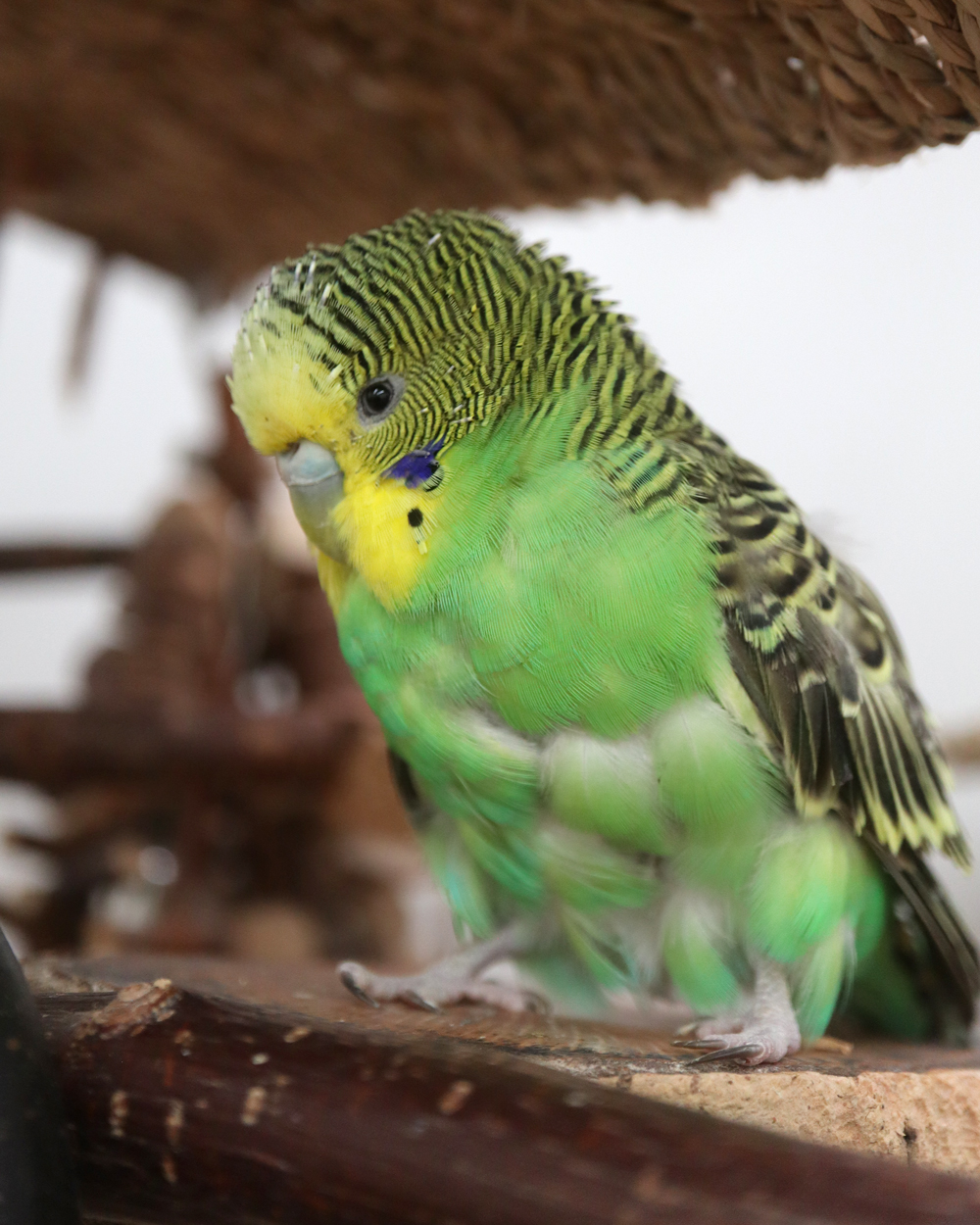 Tüffi – klein, jung & selbstbewusst