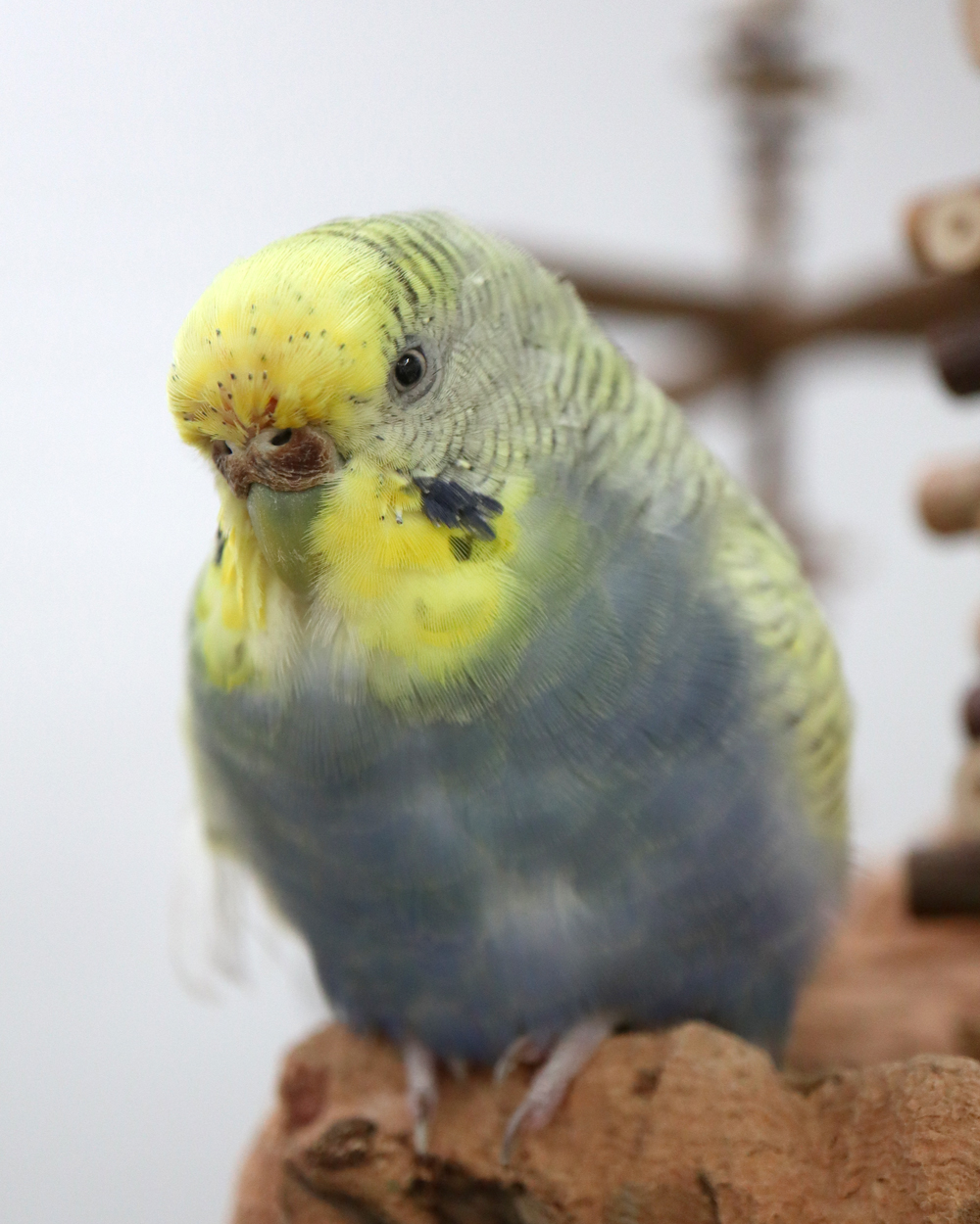 Ich bin nicht zu sprechen!