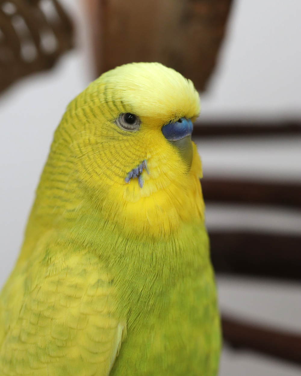 Hat jemand Essen gesagt?