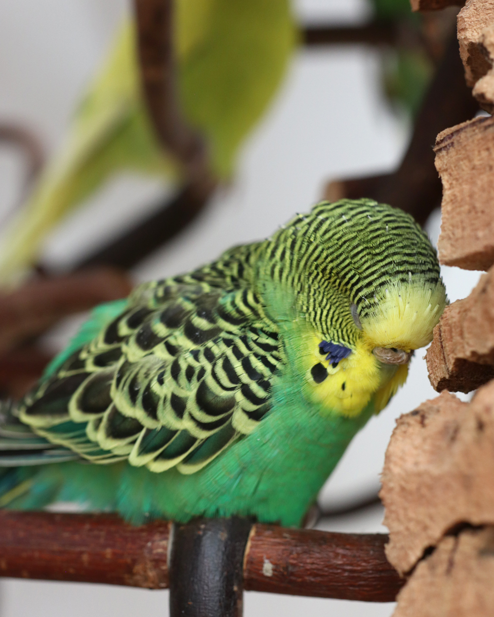 Ein Kork zum Anlehnen