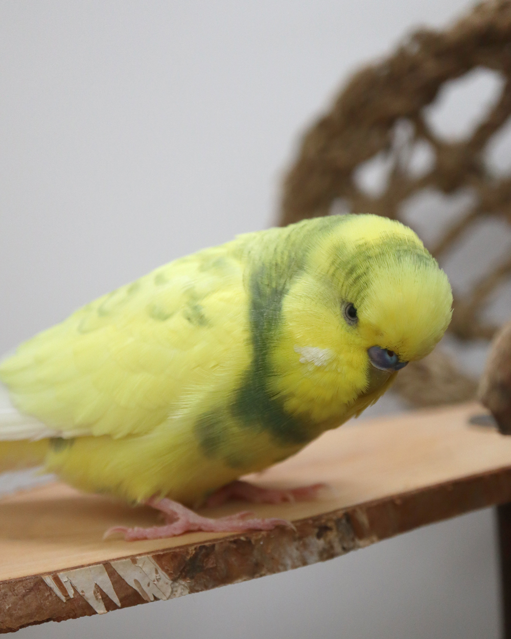 Wassn hier schon wieder?