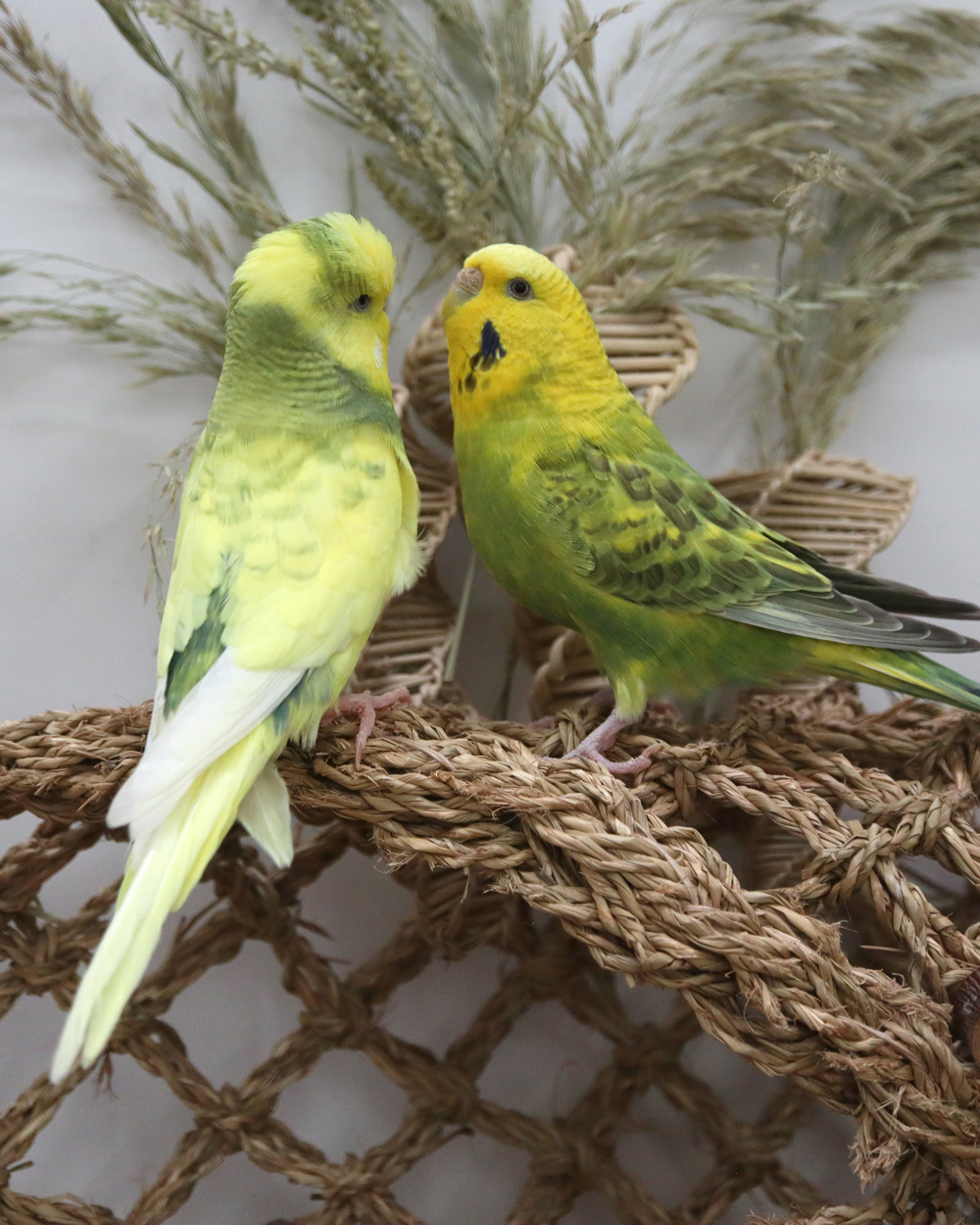 Muffin und Fusseline