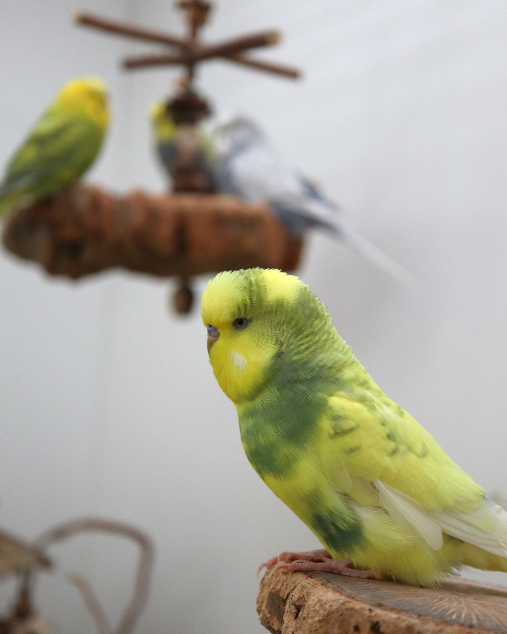 Uiuiui-Uiiii !  *Äuglein reib*