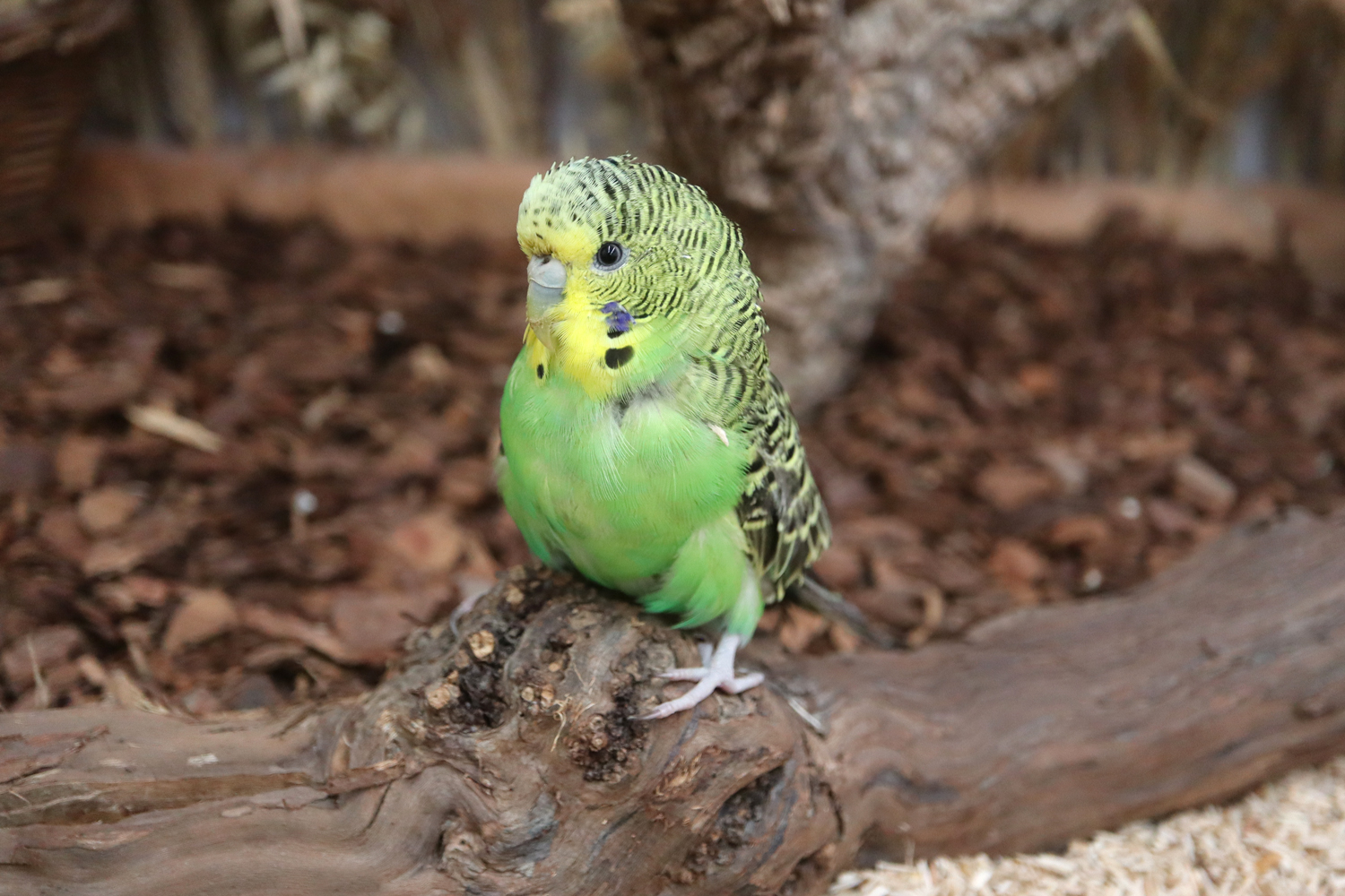 Willkommen kleine Tüffi!