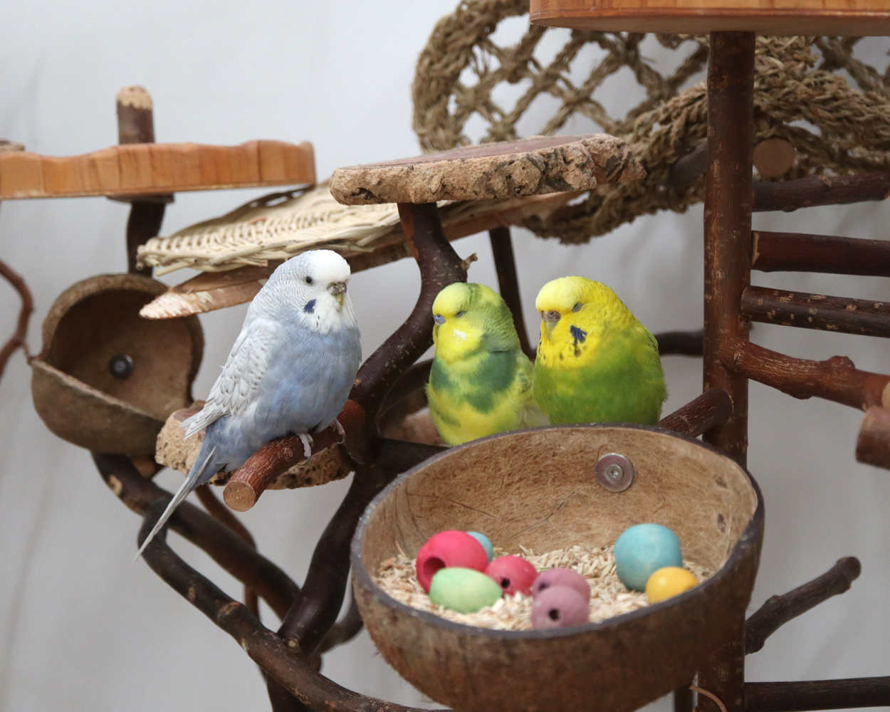 Muffin will zum Mädelsclub