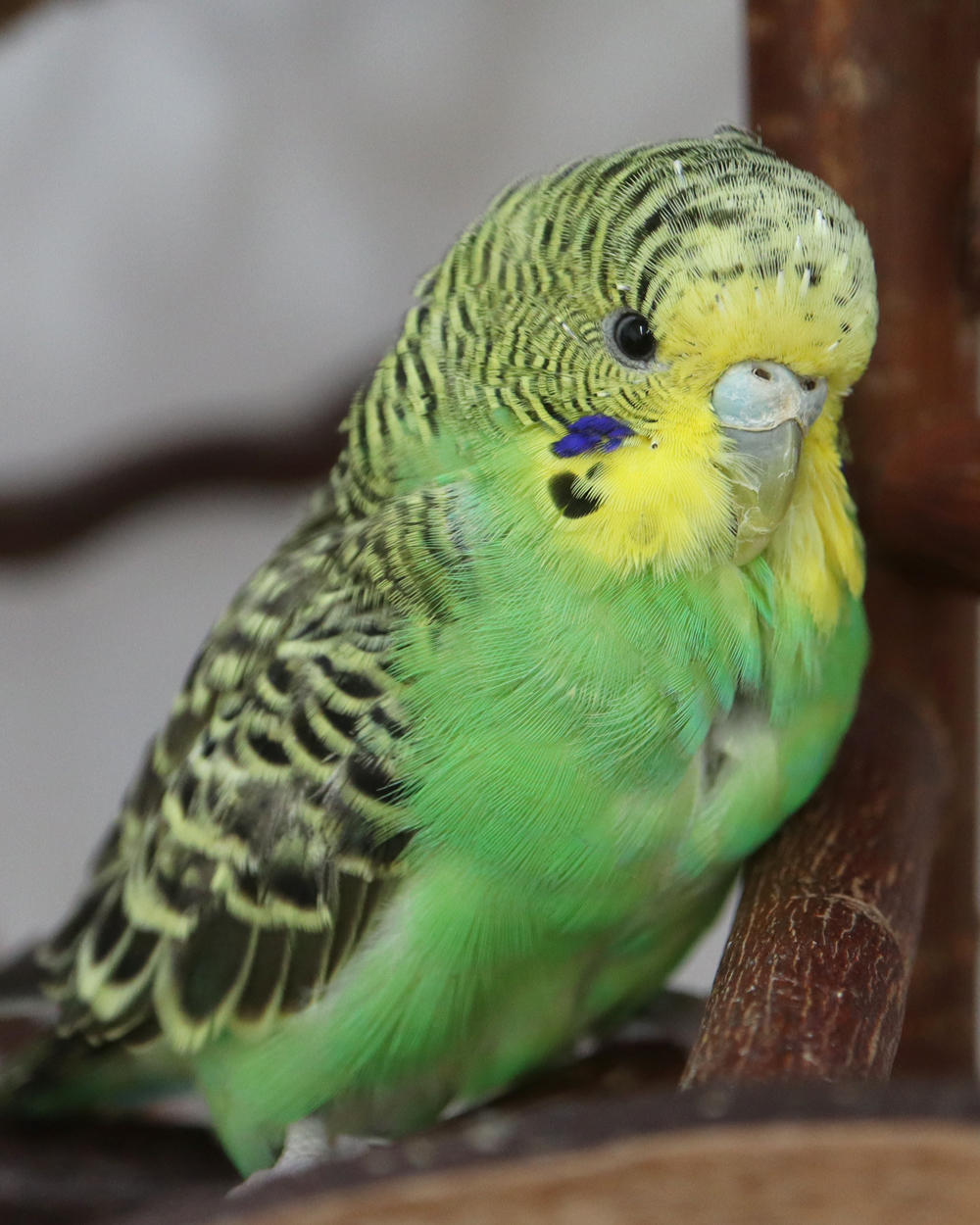 Stolzes Trüffelchen