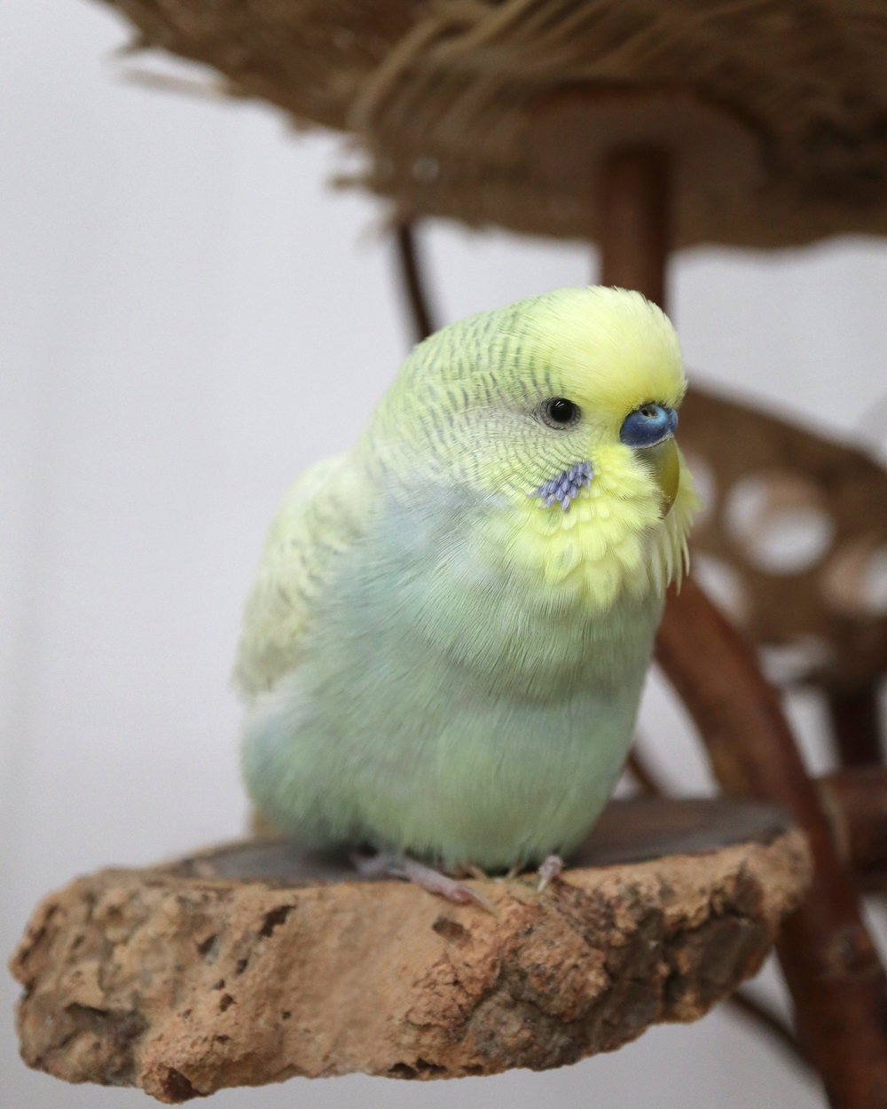 So ein hübscher Opi