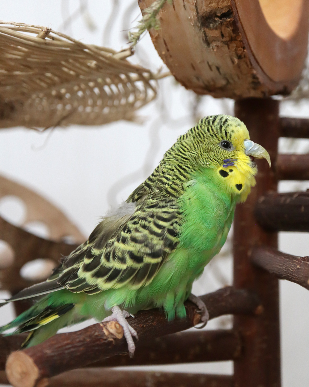 Fotos zur Beobachtung