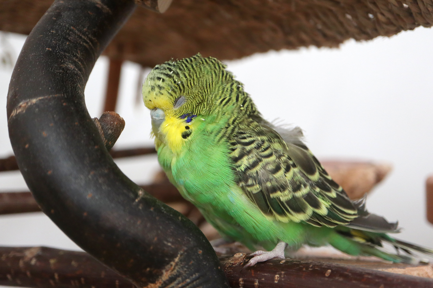 Tüffi im Land der Träume