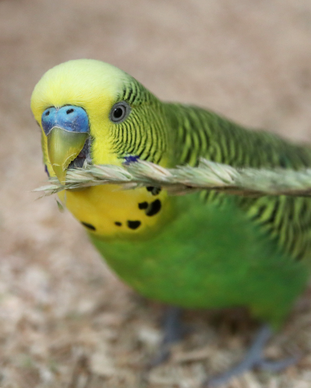 Gräser gehen immer!