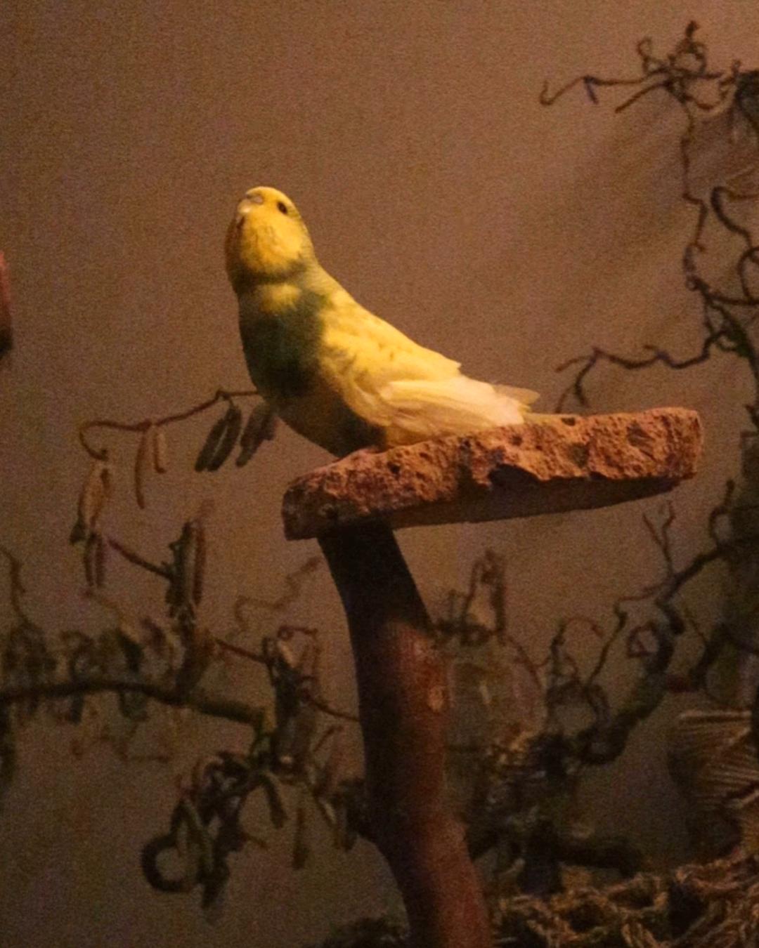 Muffins neuer Schlafplatz