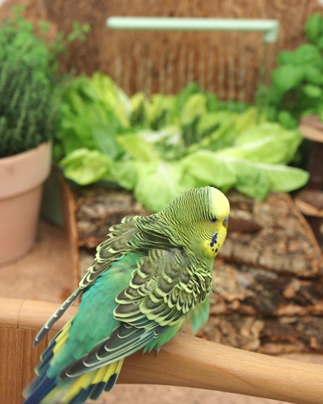 Oskar der Wellnes Jockey