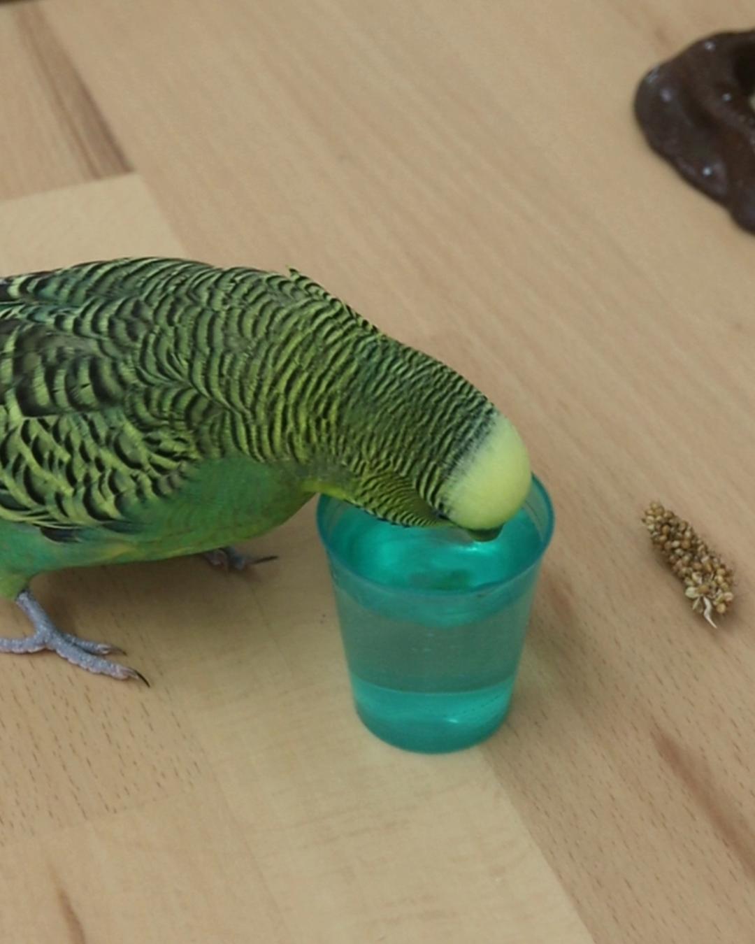 Oskars Humpen *prosit*