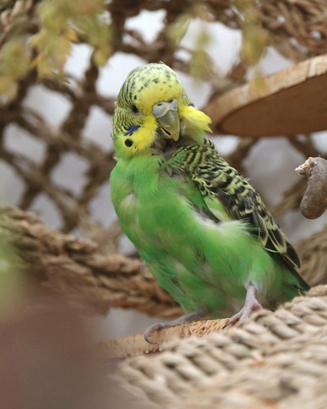 Tüffi putzt sich raus