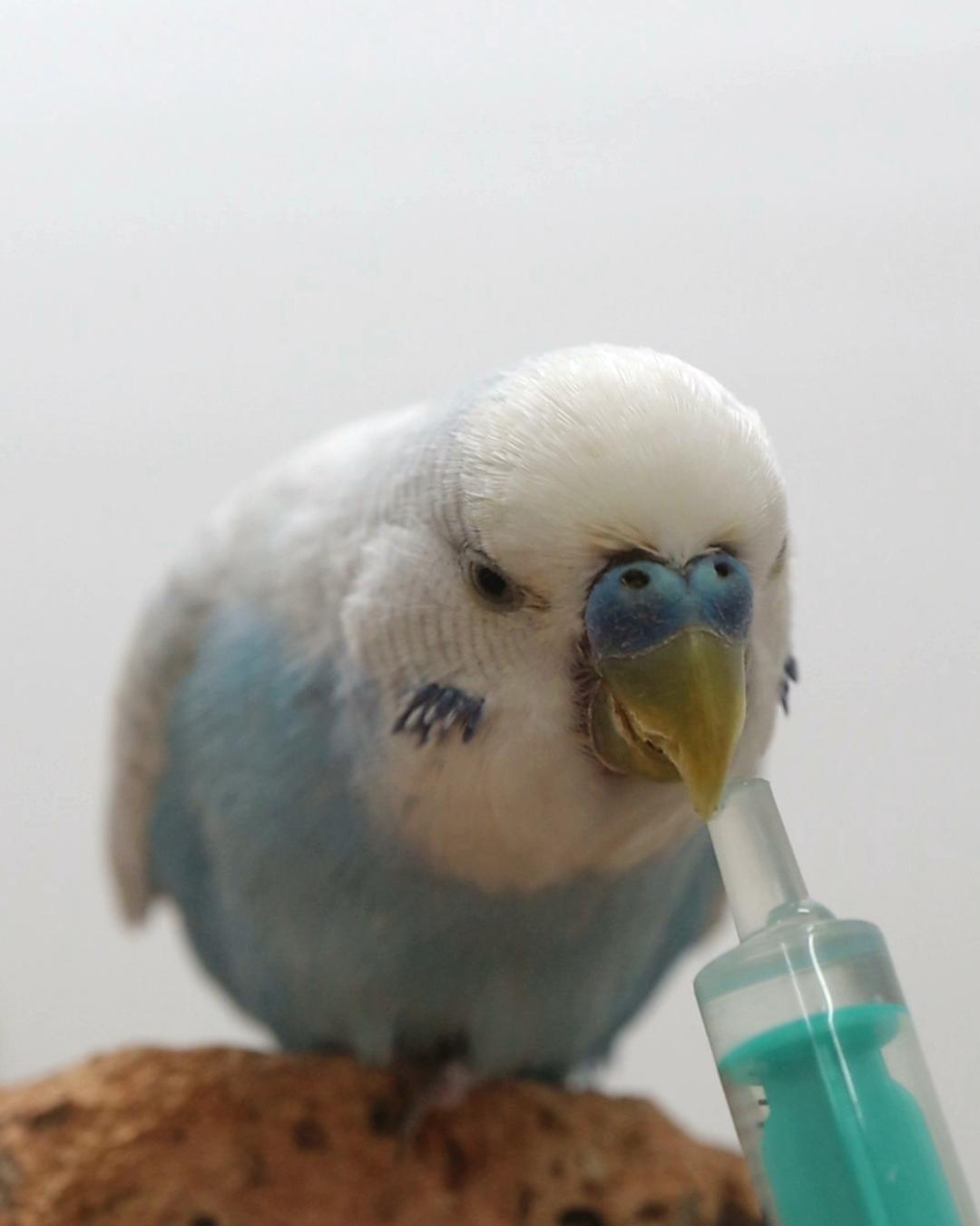 Mimsi will seine Meduzin