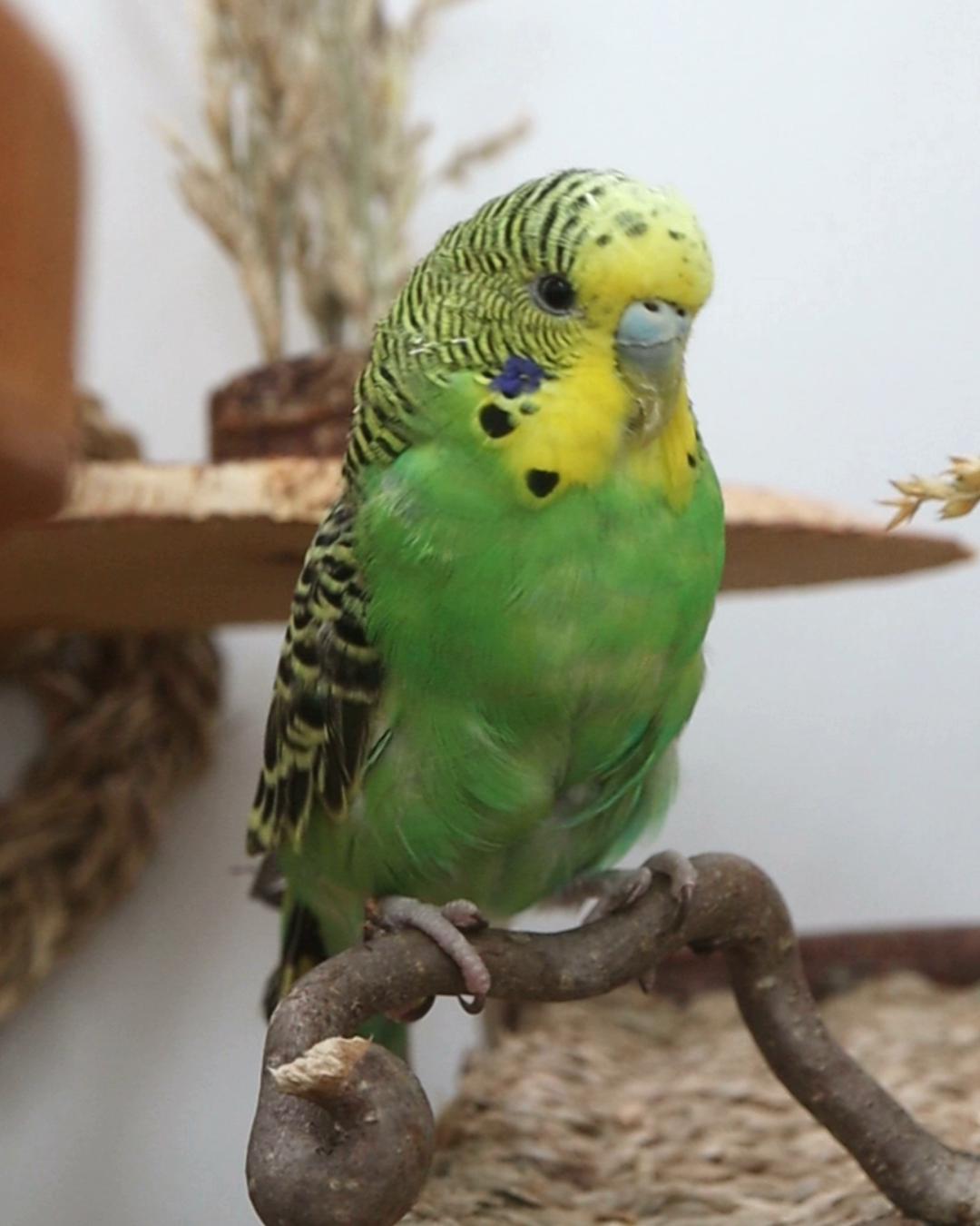 Zweimal größer als du!