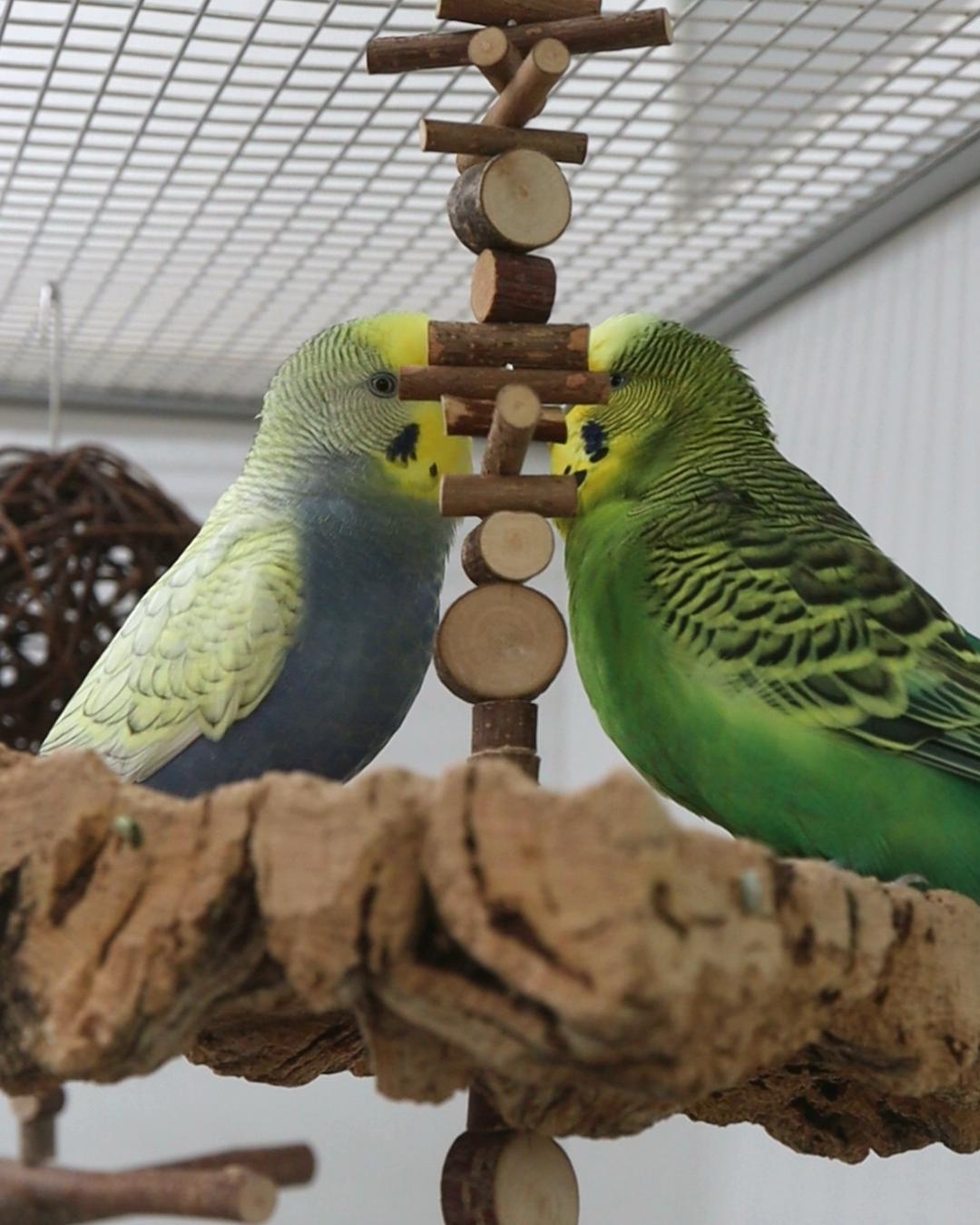 Stelldichein mit Lise