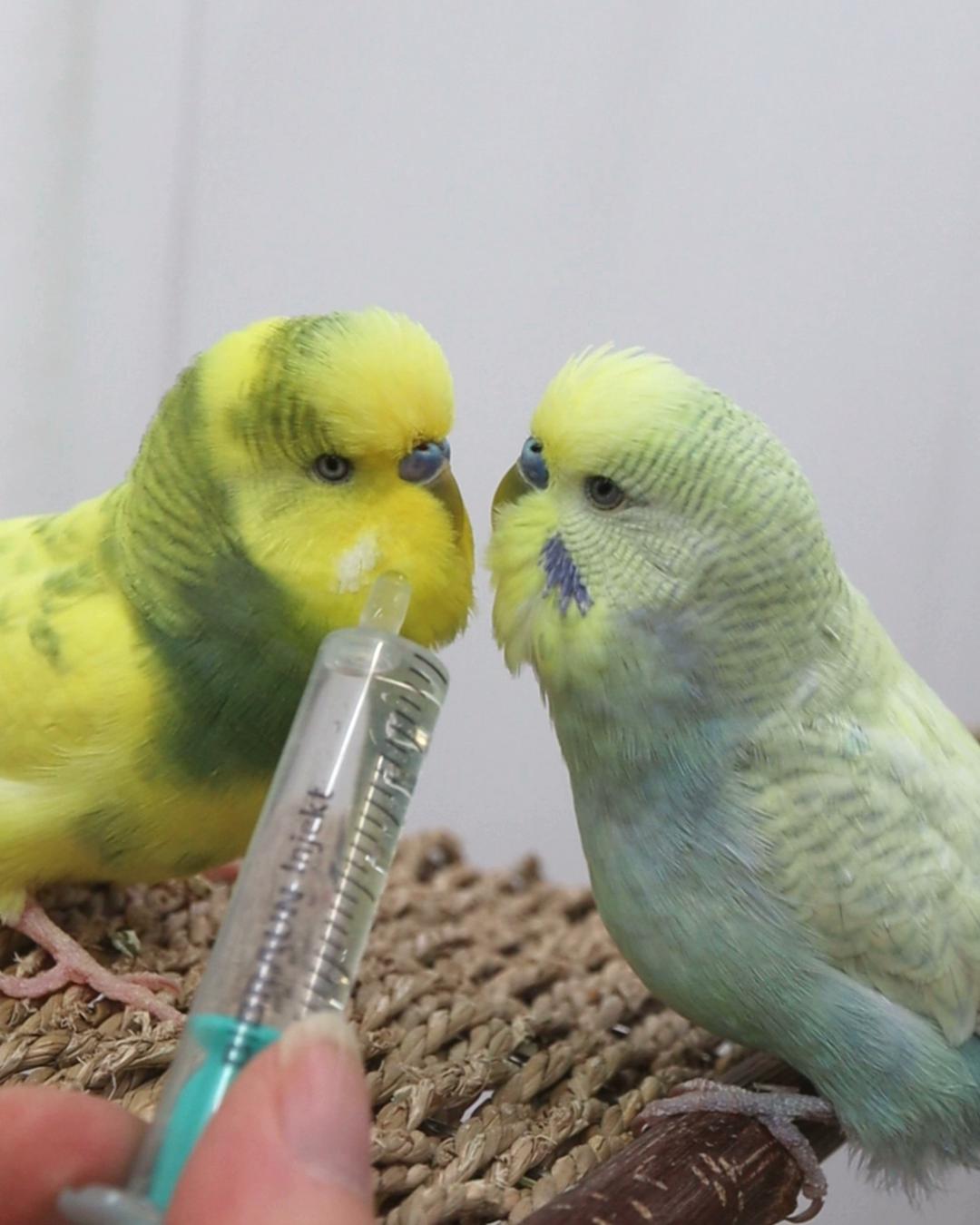 Die Spritze als Werbemittel