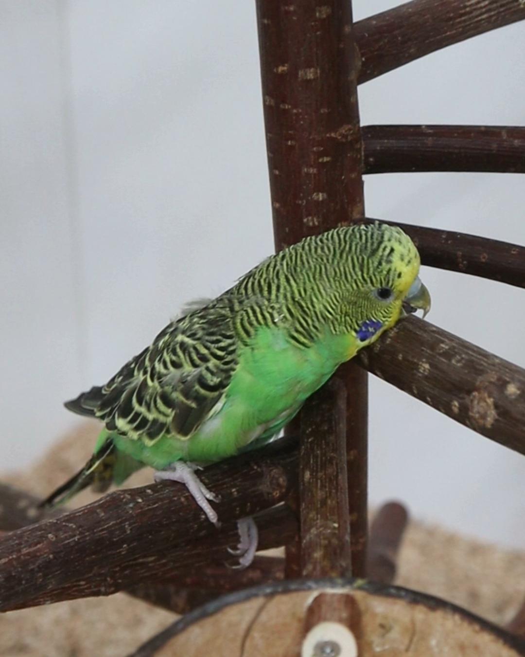 Es wird immer besser!