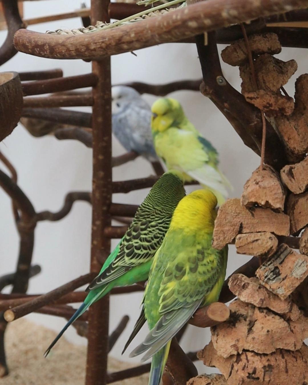 Neue Aufgaben für Muffin