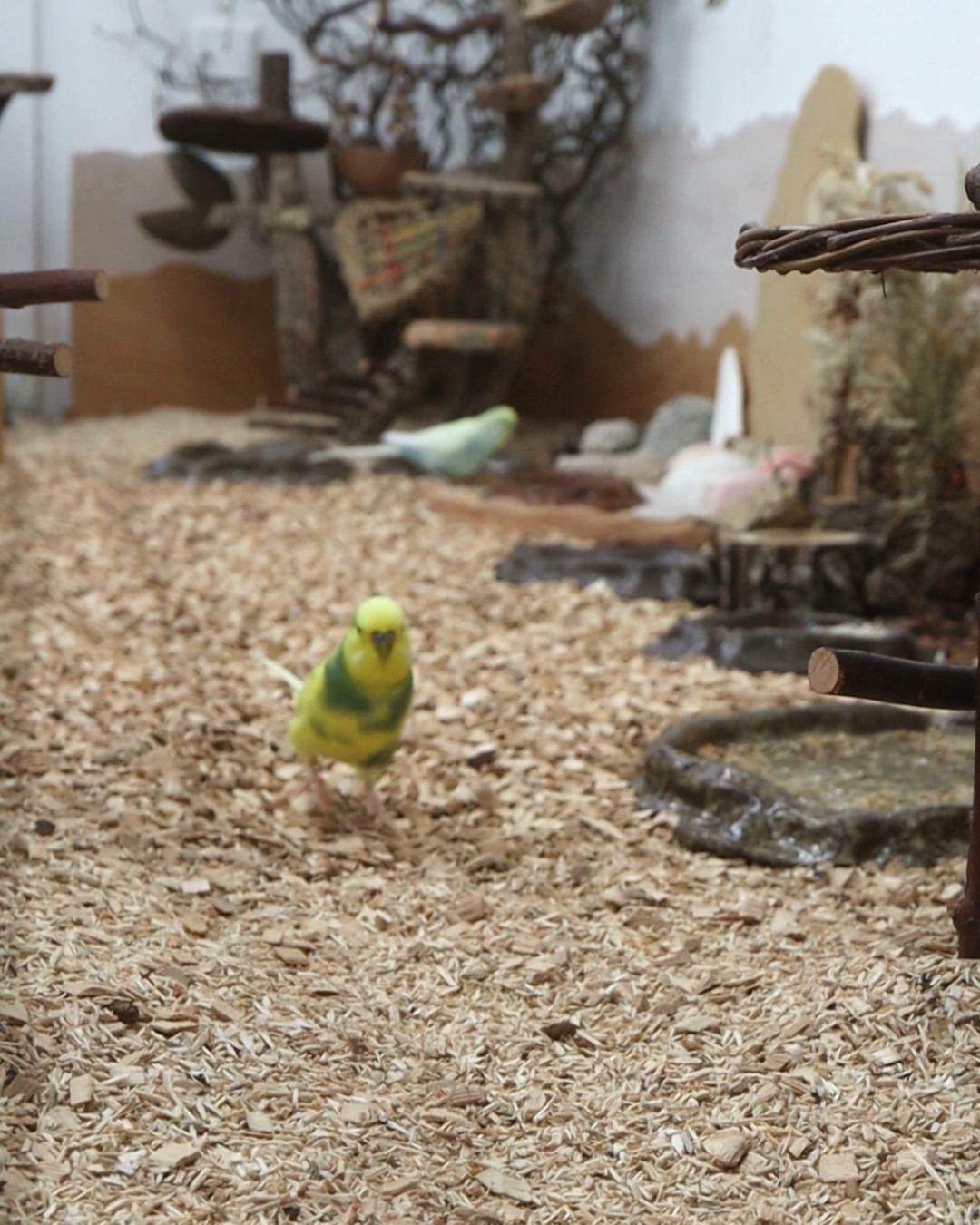 +++ Rasender gelber Blitz +++