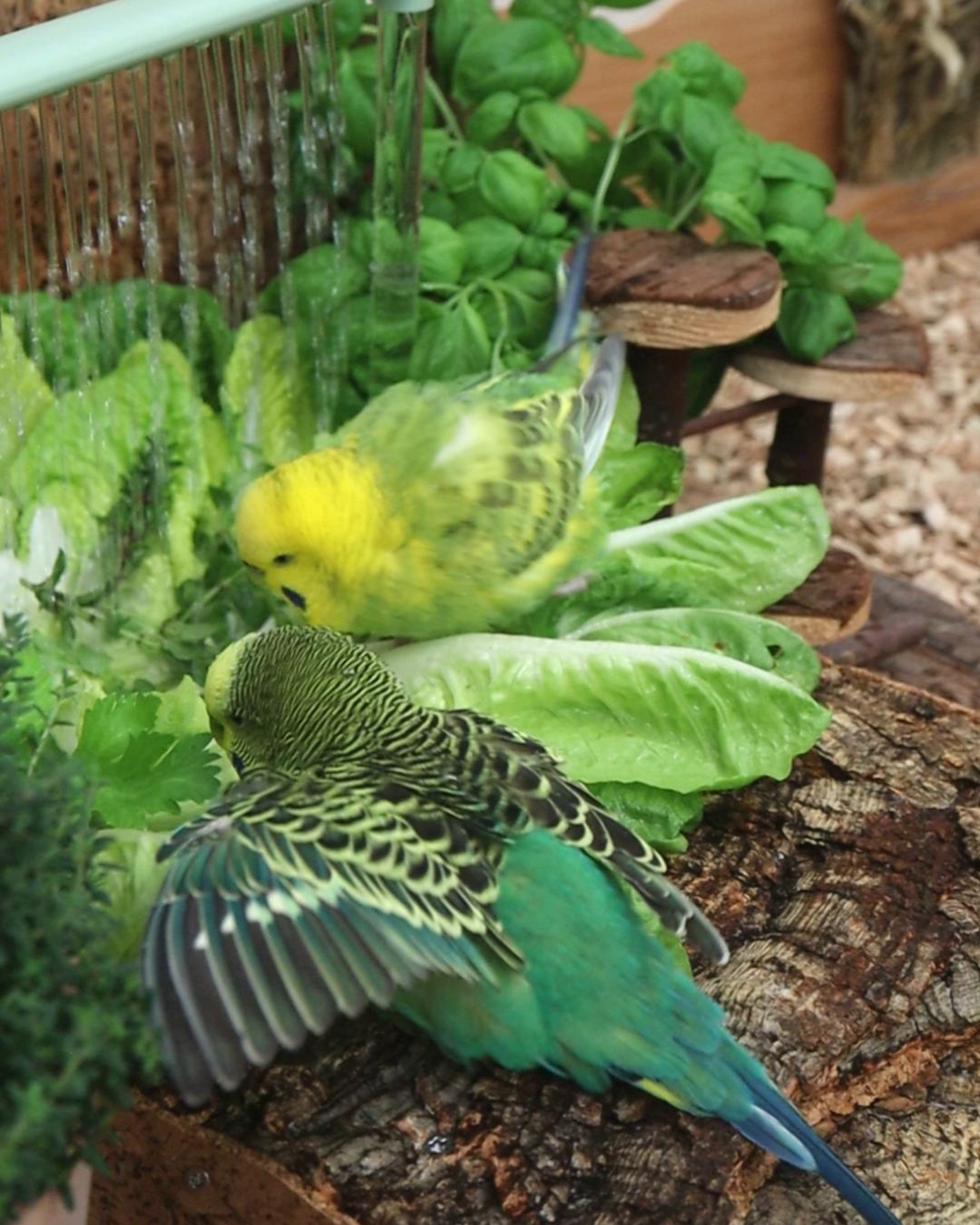 Das Seniörchen-Programm