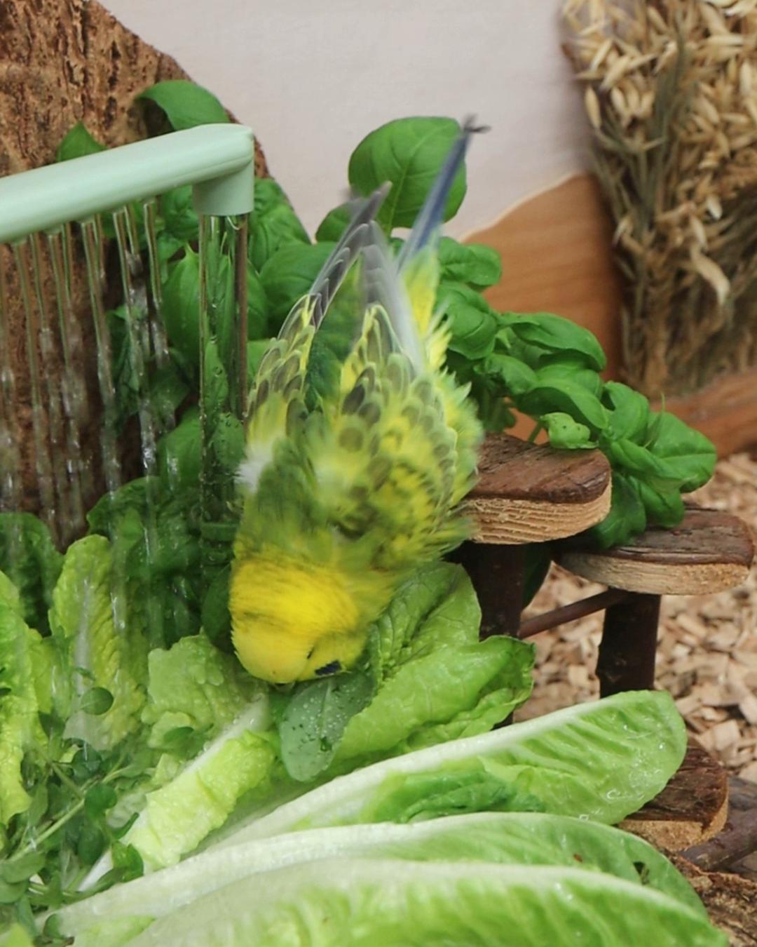 Kunstspringen und Wellenreiten