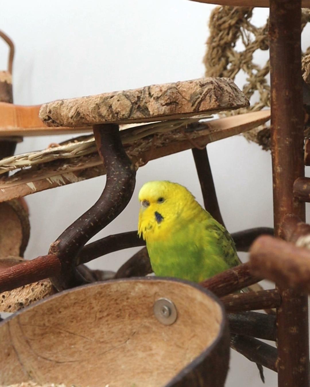 Der Backschnatterchor