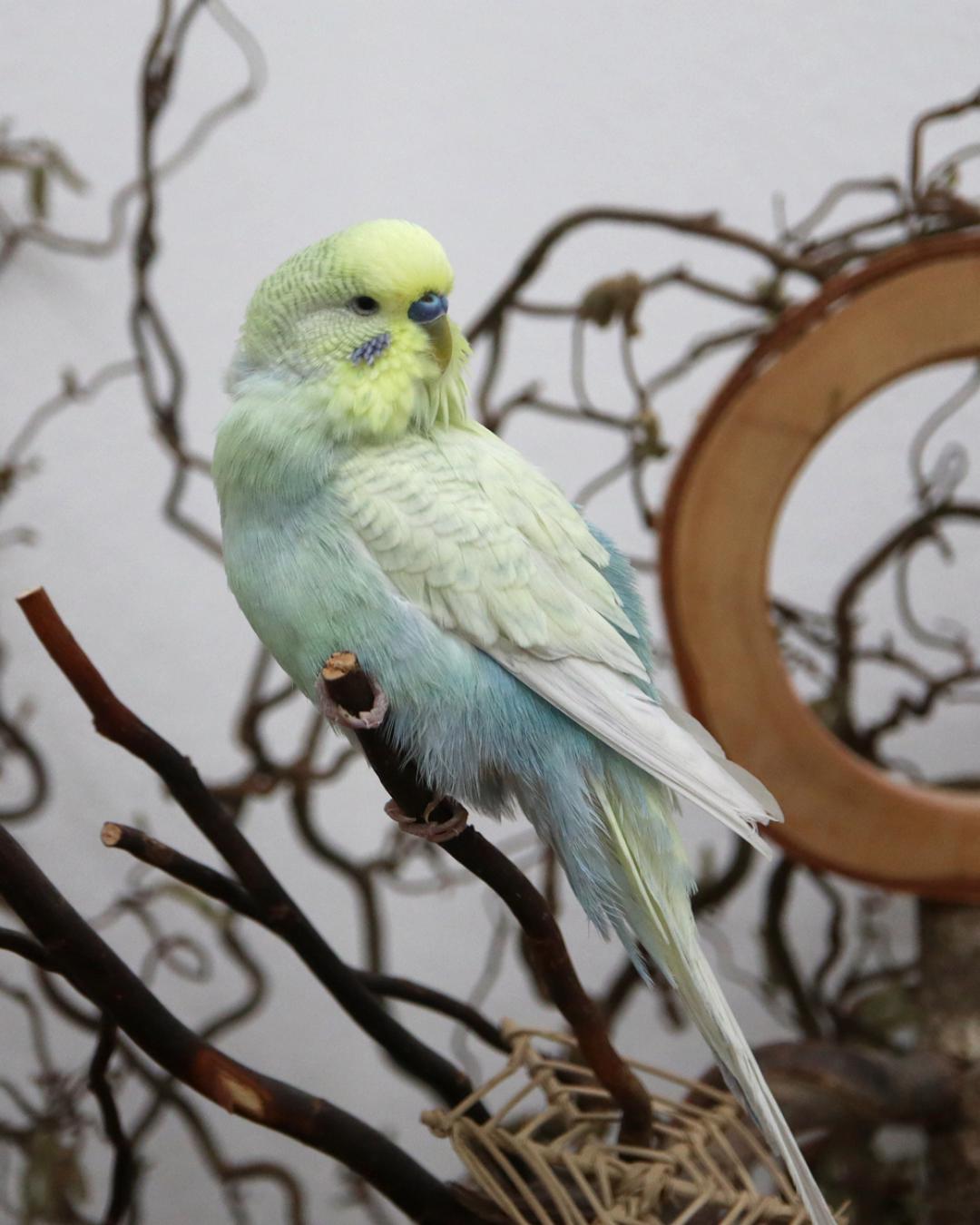 Alasko probiert ALLES