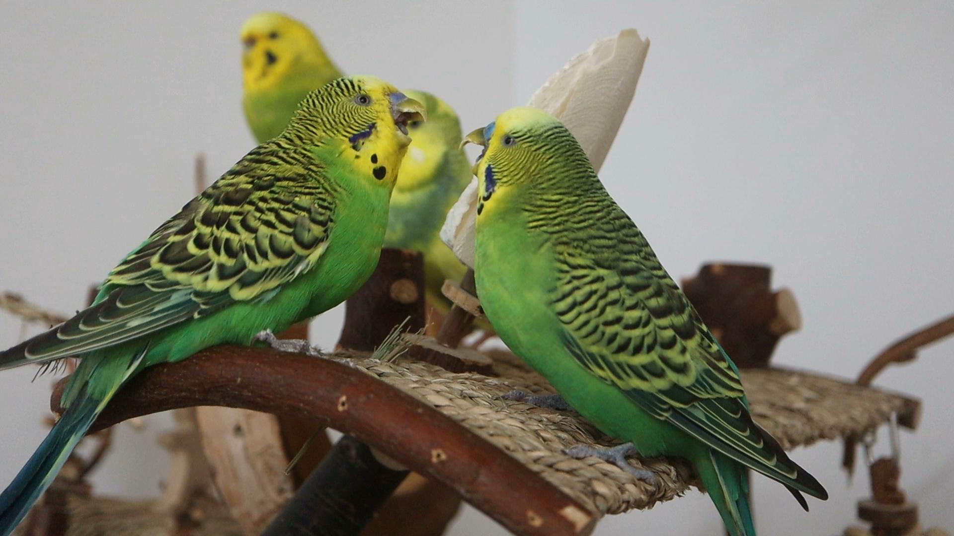 Mücke und Oskar gäbeln