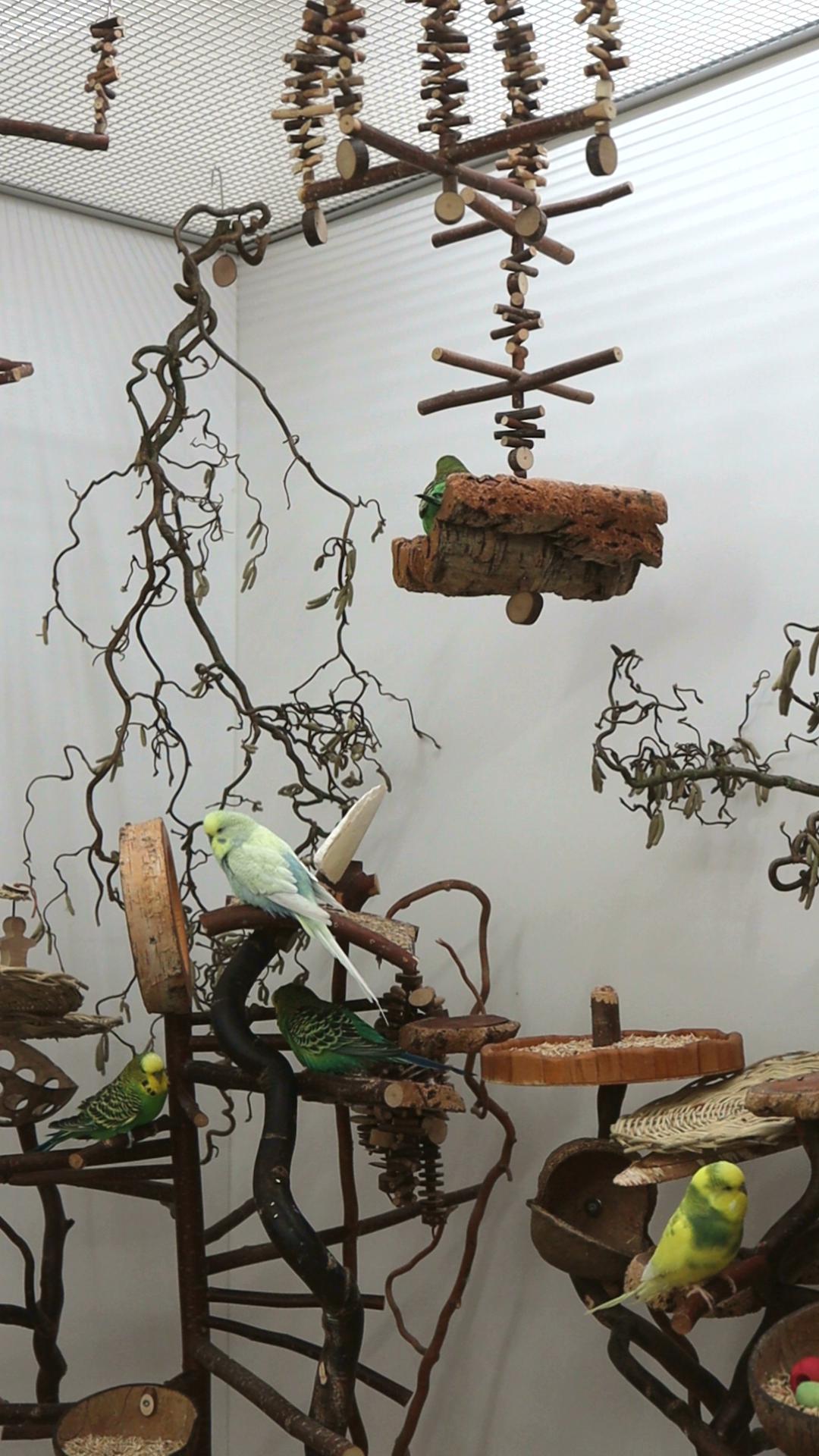 Ein grüner Rohrspatz