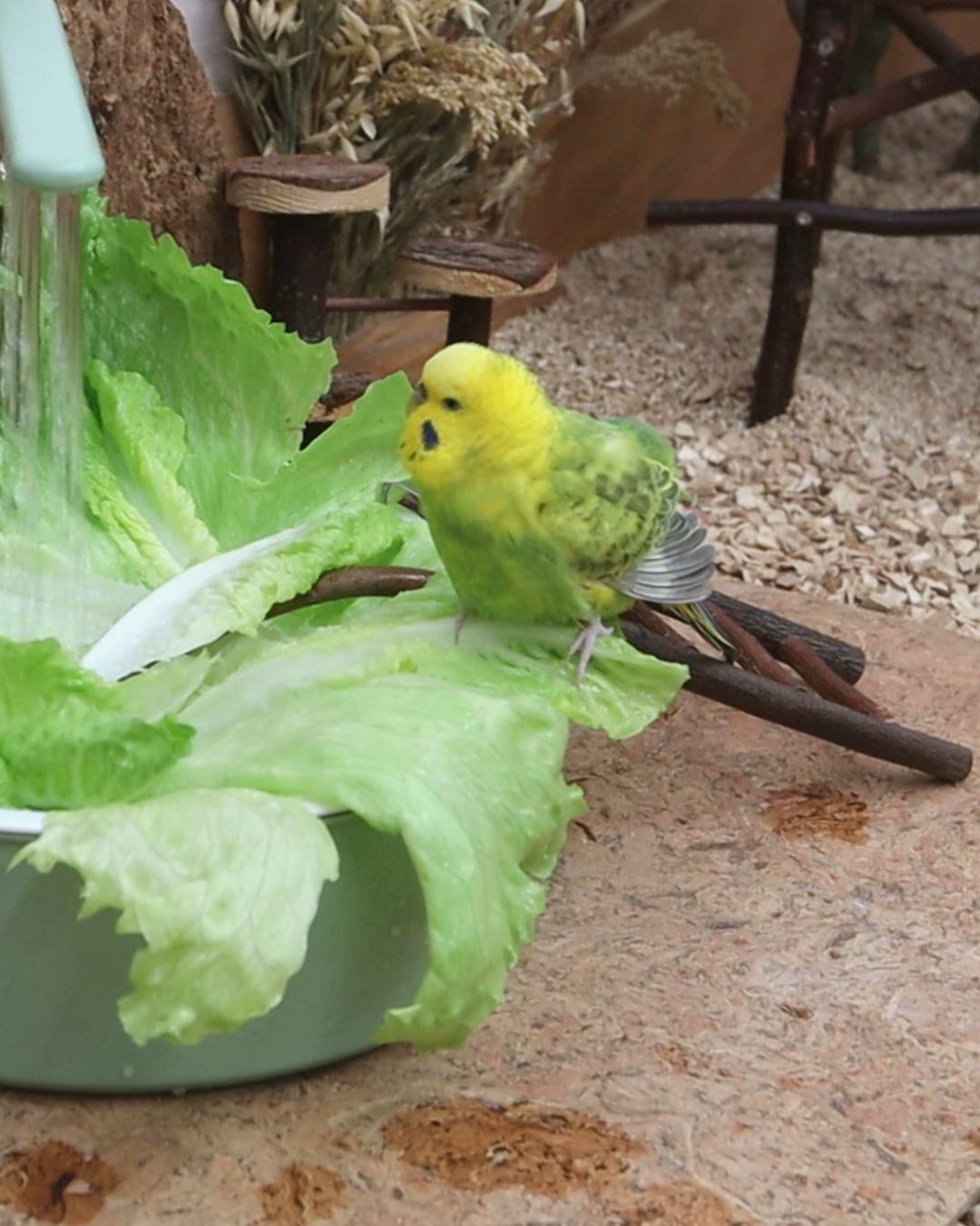 Fusseline traut sich