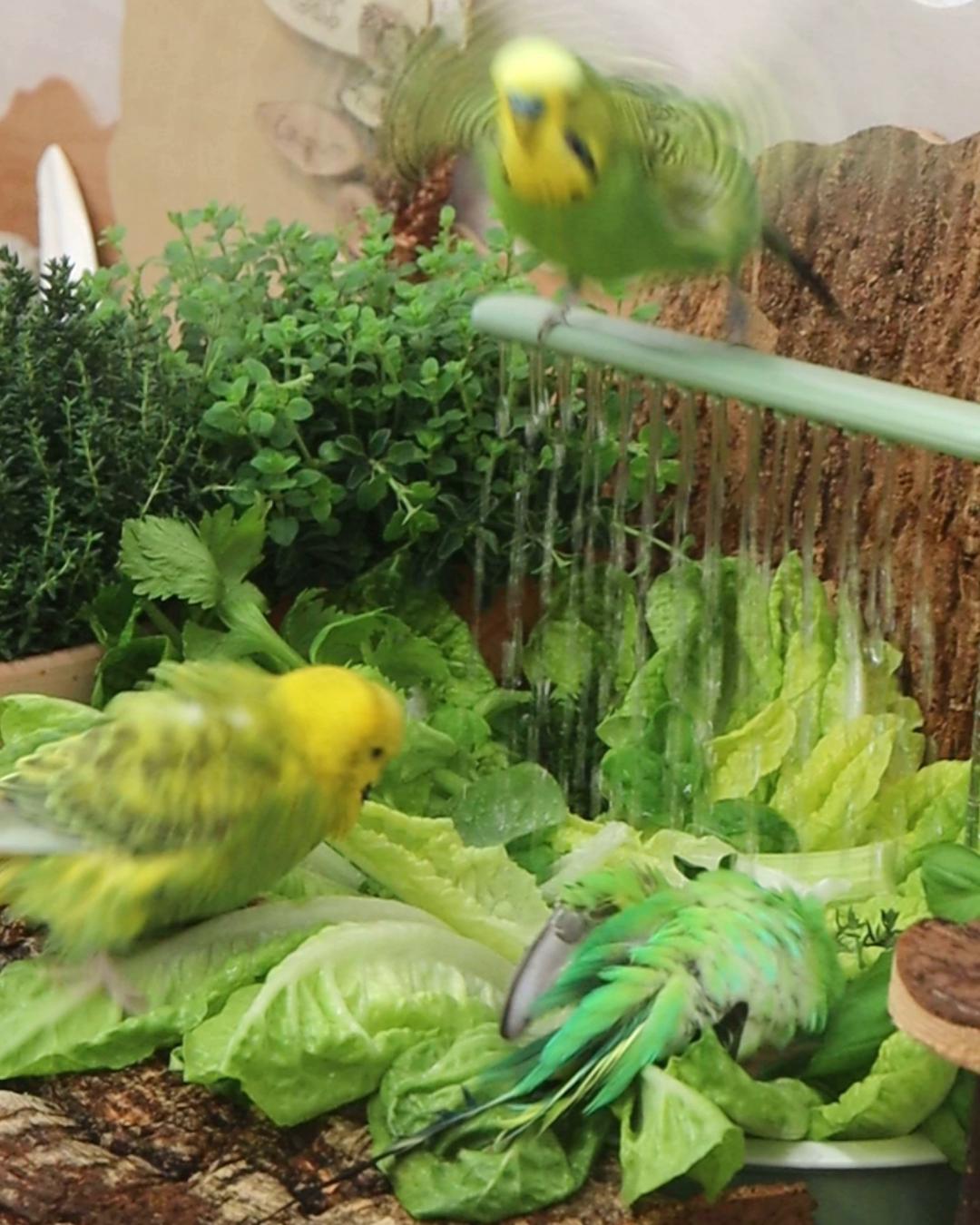 Highligt des Tages 🚿💦