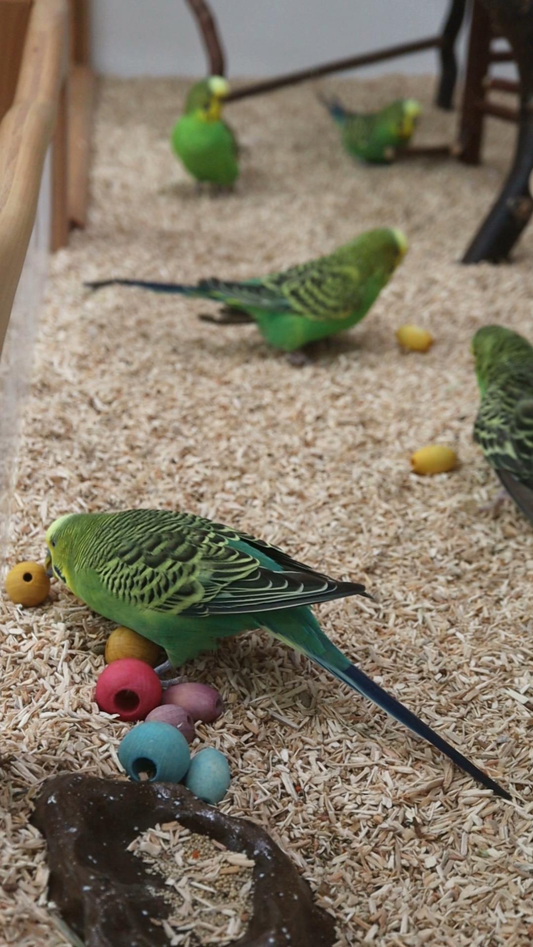 Ihr Kinderlein kommet…