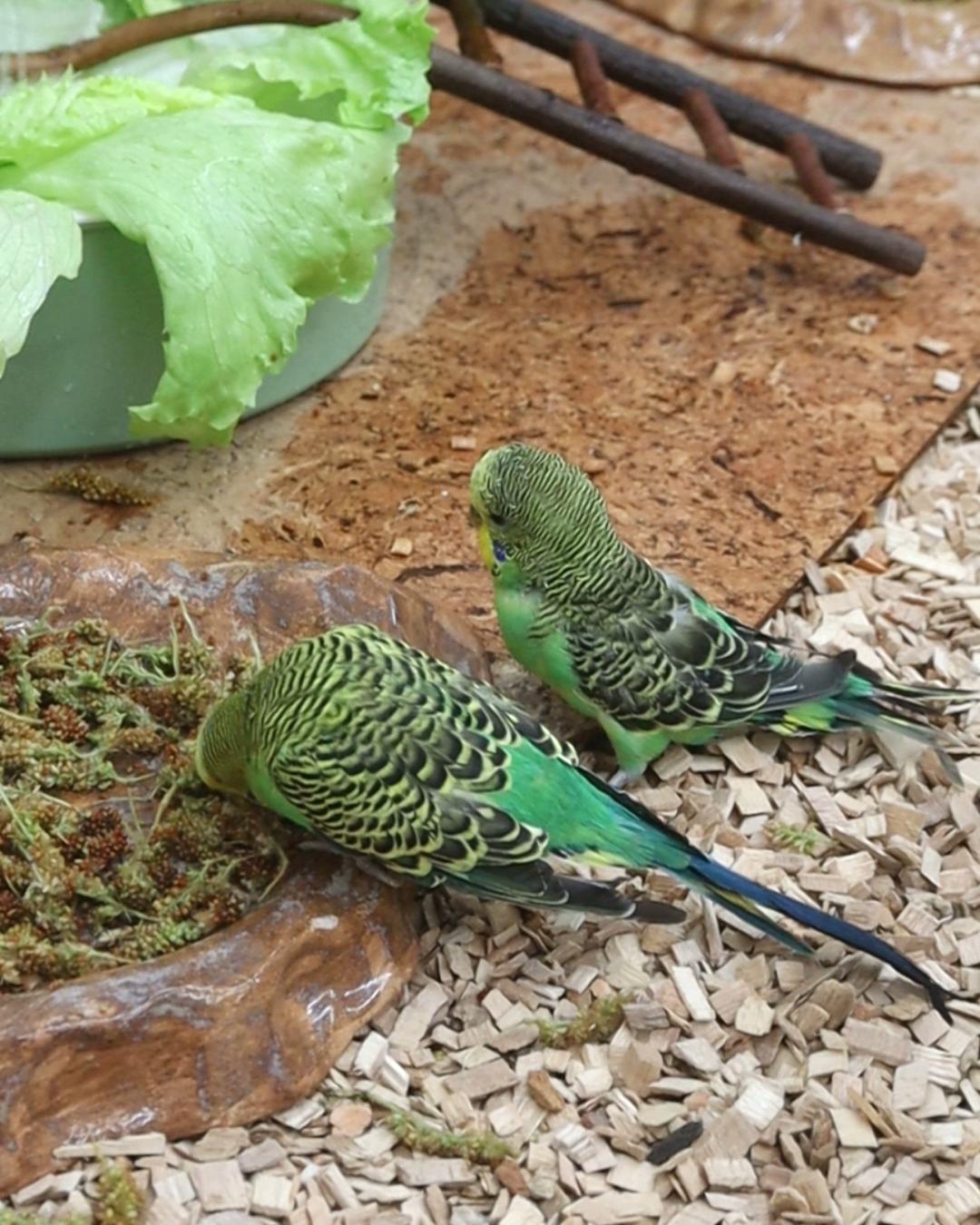 Und was ist mit Tüffi?