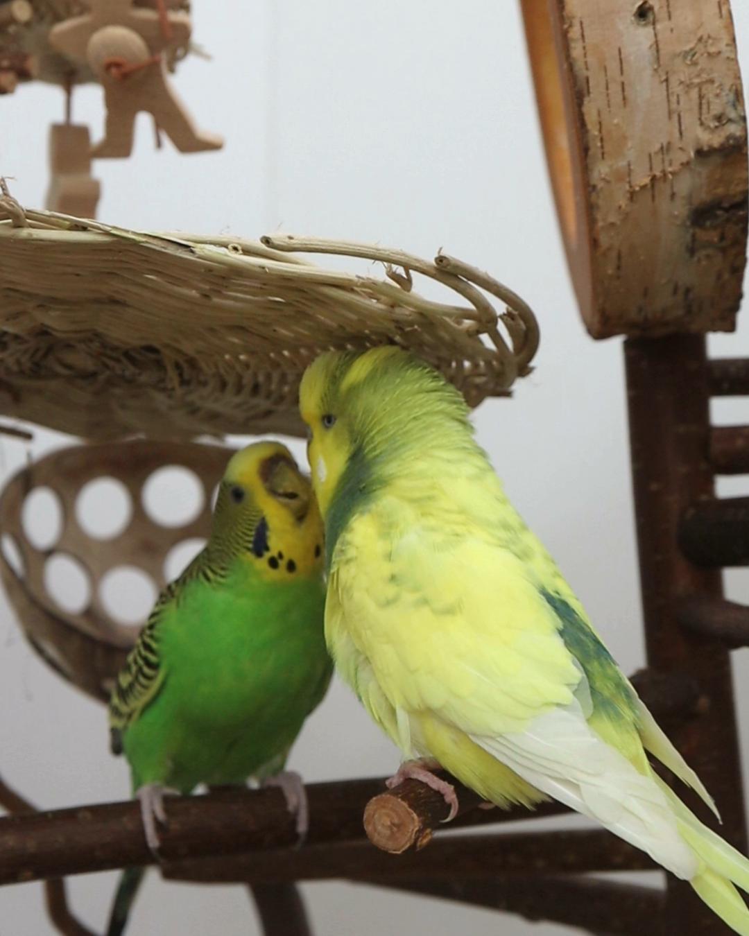 Ich brech die Herzen…