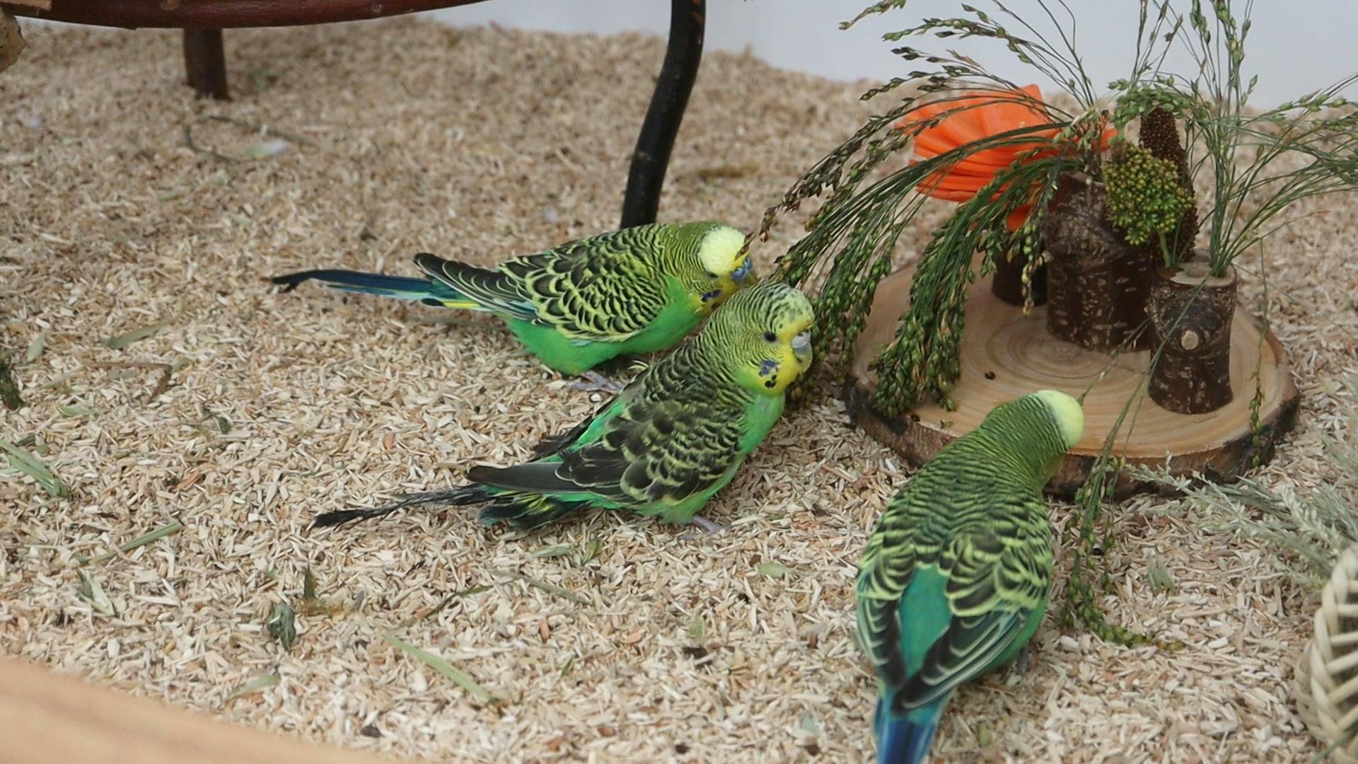 Erstes Beschnüffeln