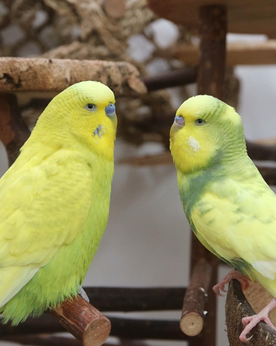 Fast lautlose Unterhaltung