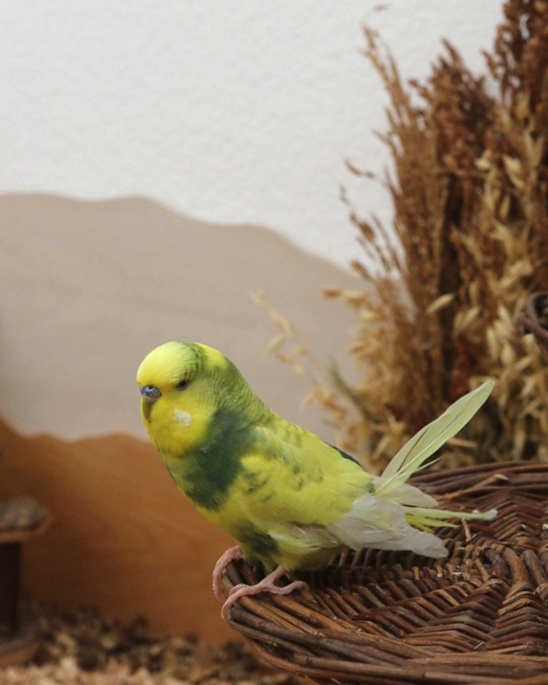 Häuptling „Steile Feder“