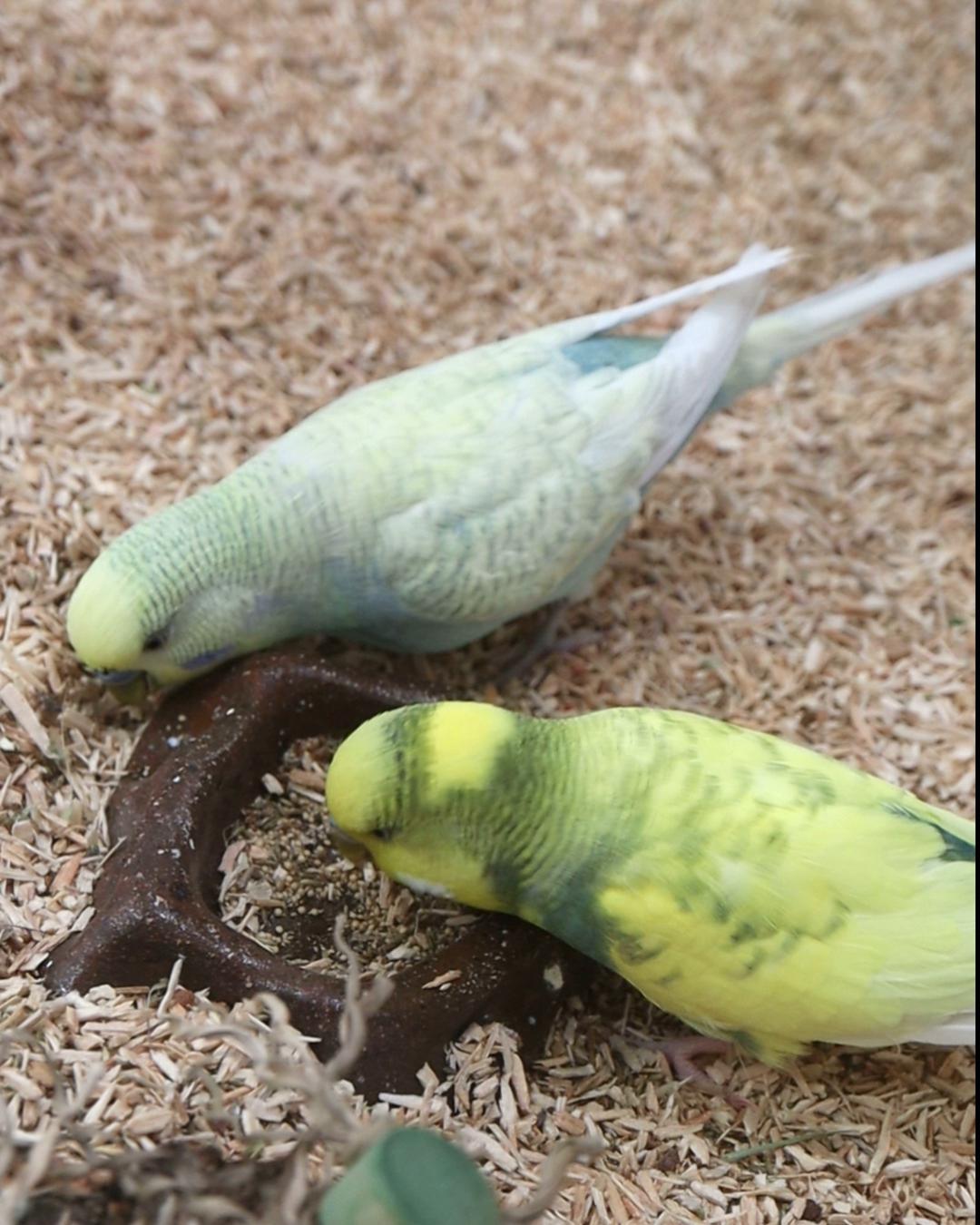Mittagessen bei den Muffelaskos