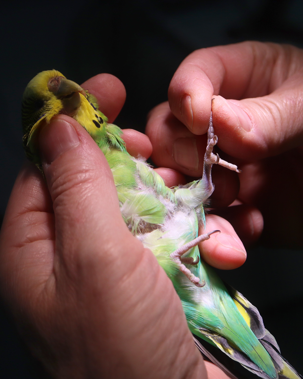 Tüffi beim Vogel-Doc