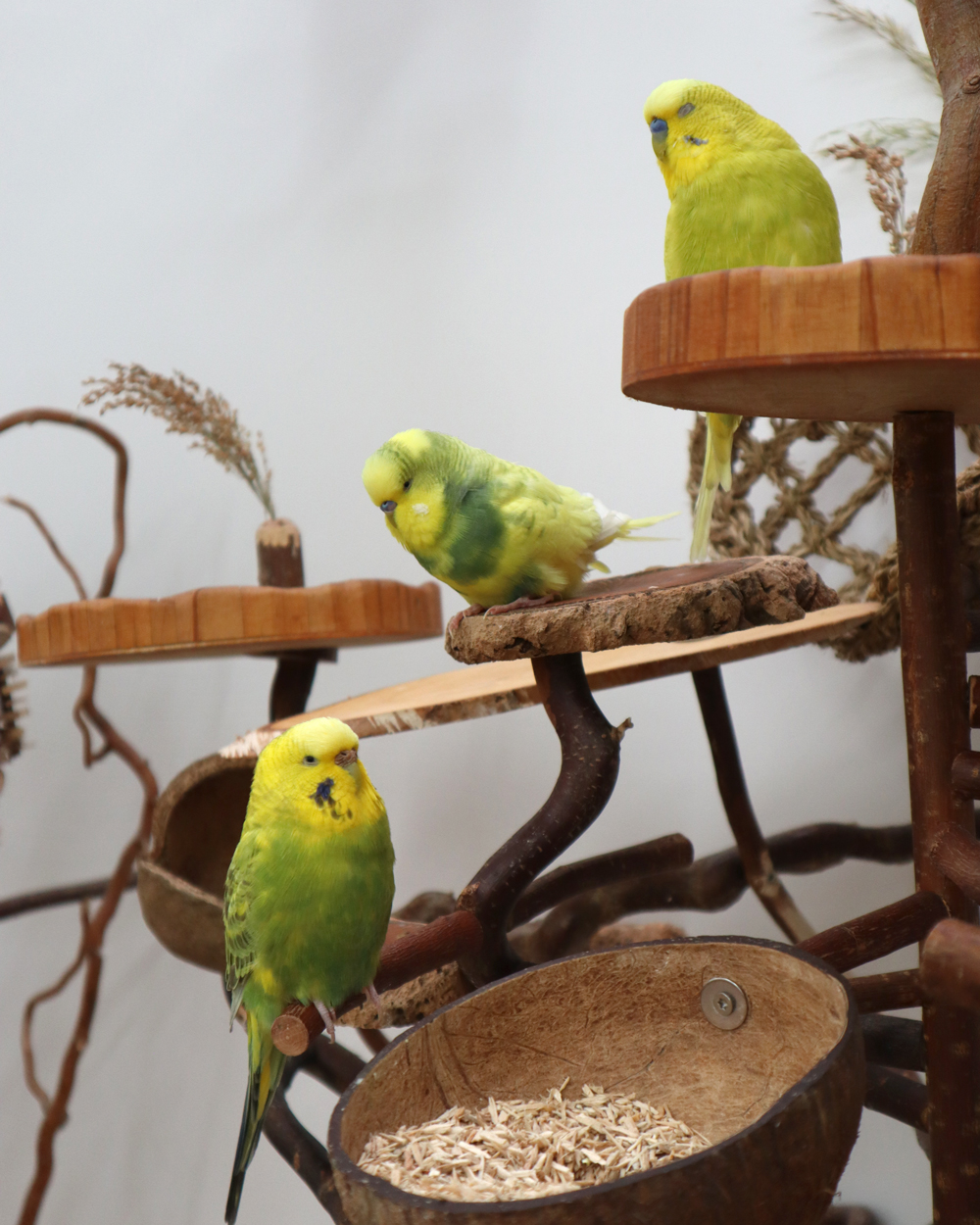 The Yellows