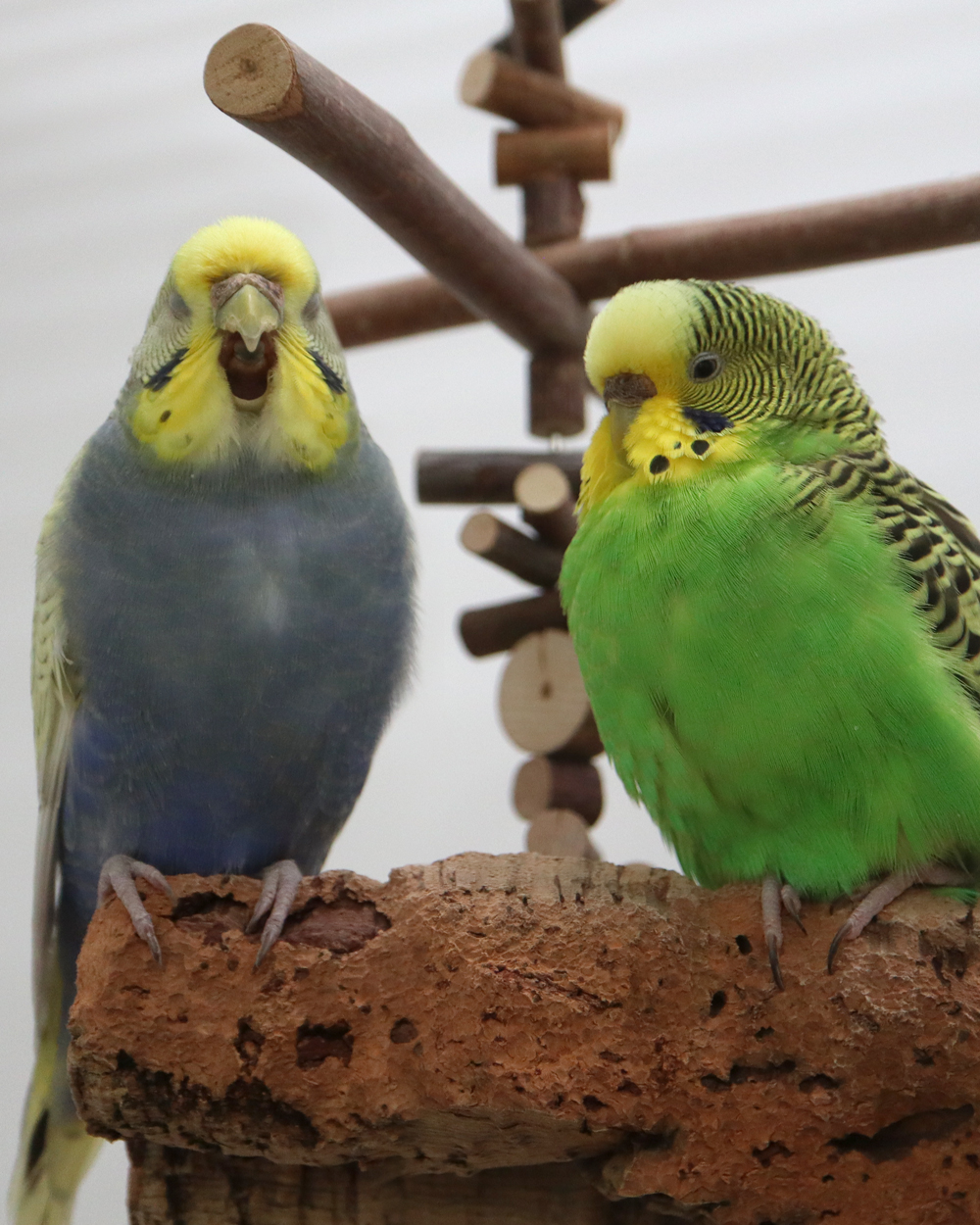 Best Friends
