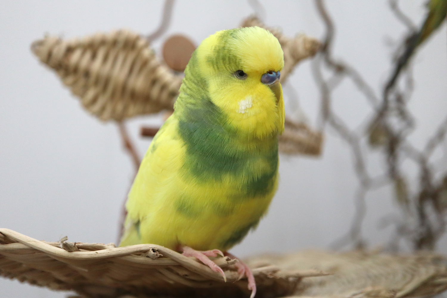 Stolzer Muffin