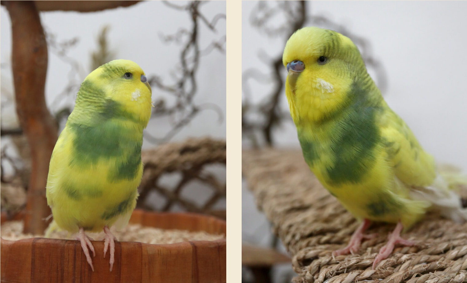 Typisch Muffin